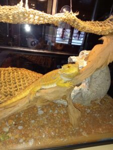 Pogona Drogo Animaux