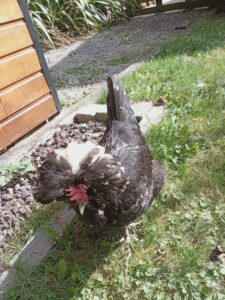 Poule Noiraude Animaux