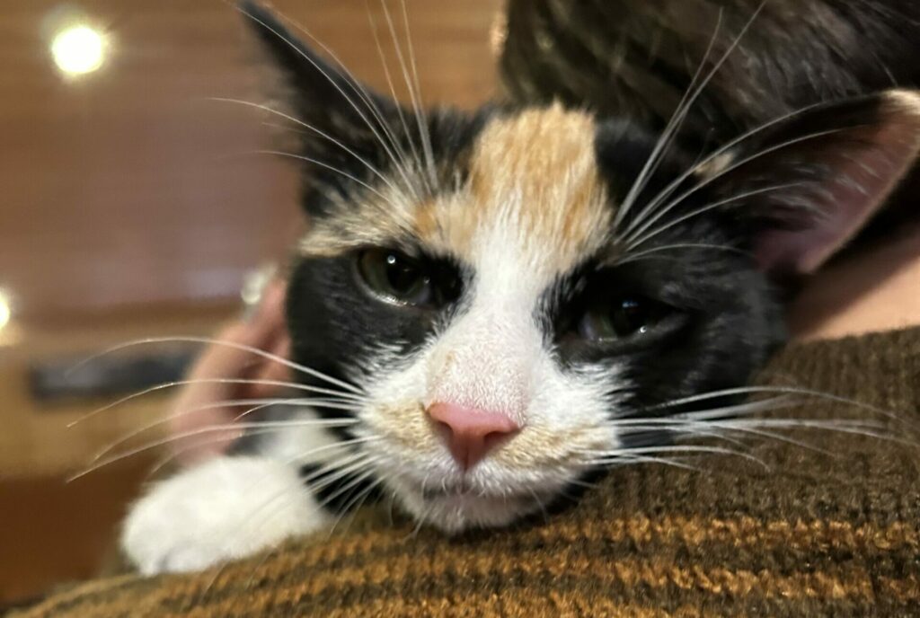 Chat Vitalys Animaux