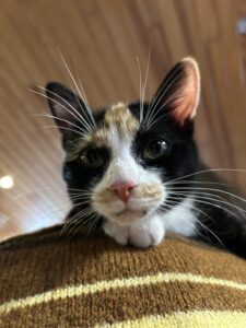 Chat Vitalys Animaux