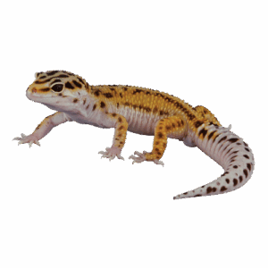 Gecko Animaux