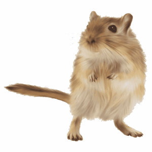 Gerbille Animaux