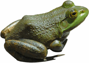Grenouille Animaux