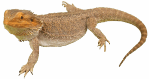 Pogona viticeps Animaux