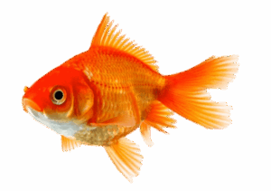 Poisson rouge Animaux